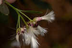 Eastern baccharis